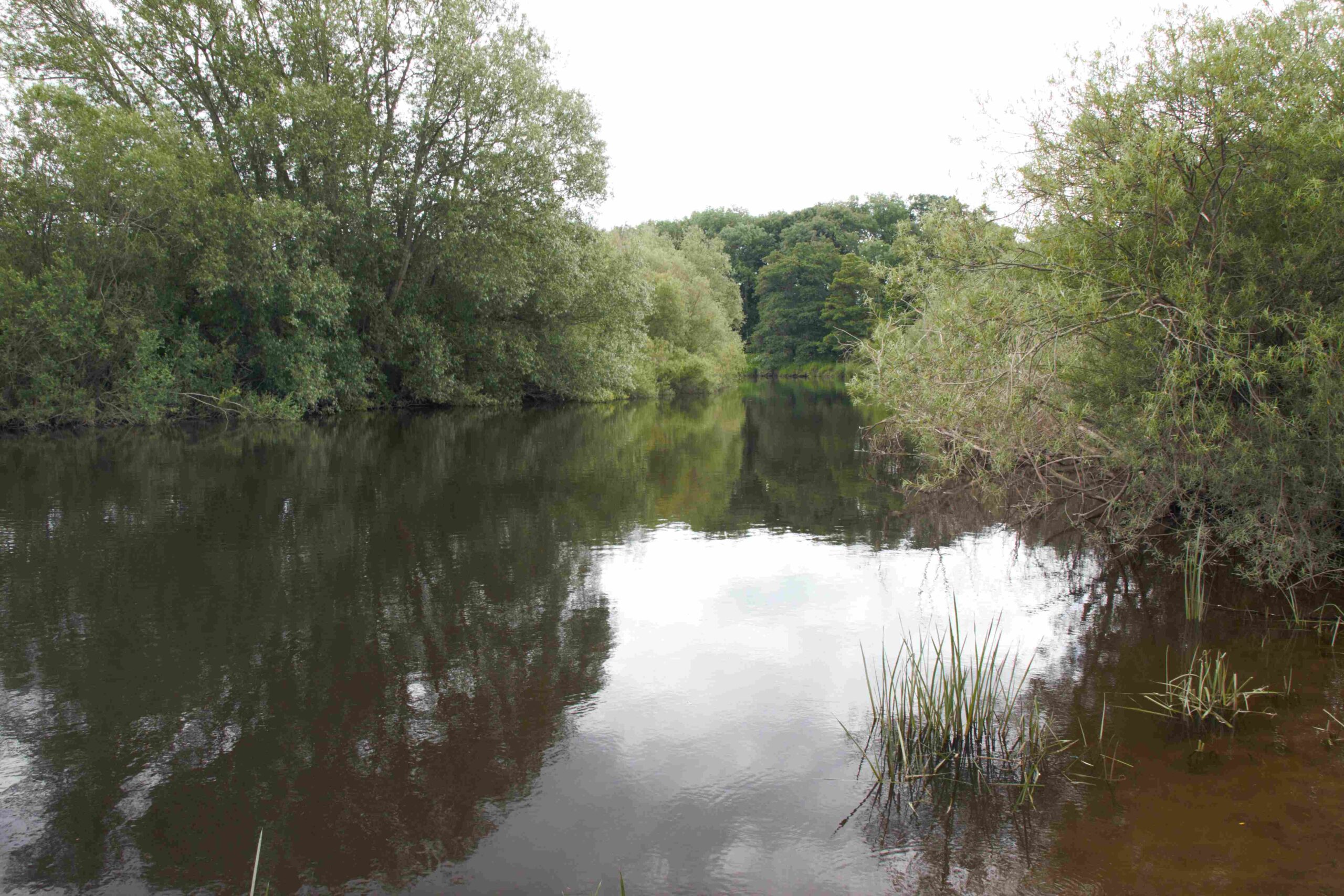 Westwick Farm River Ure - Knaresborough Piscatorials